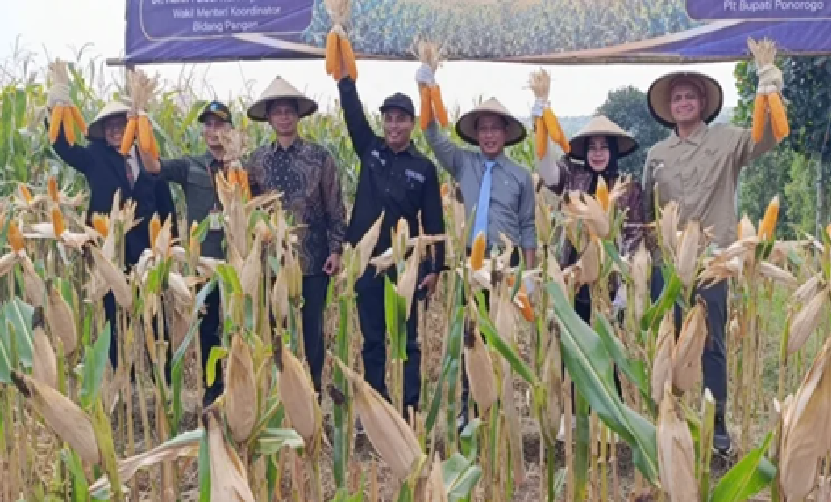 Panen Jagung di Ponorogo, Hanif Faisol Ajak Petani Wujudkan Swasembada Pangan